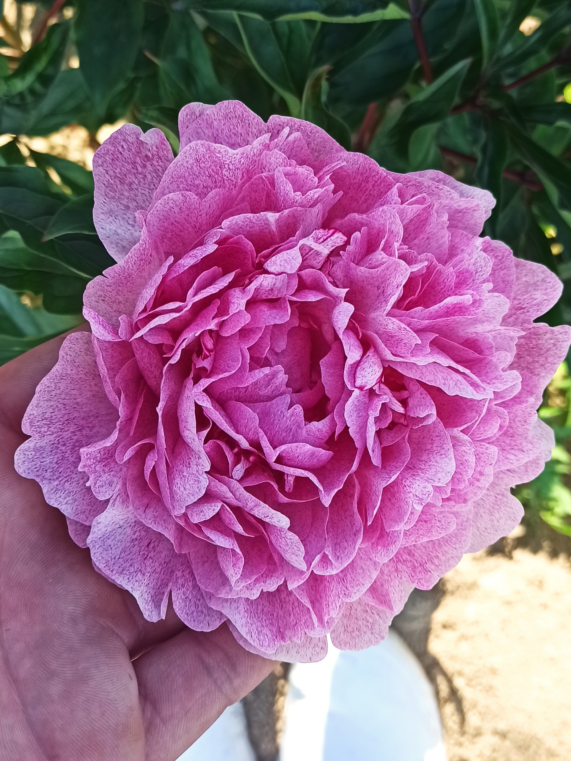 Pietertje Vriend Wagenaar